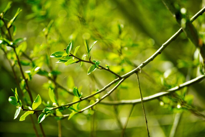 Sunlit green branches