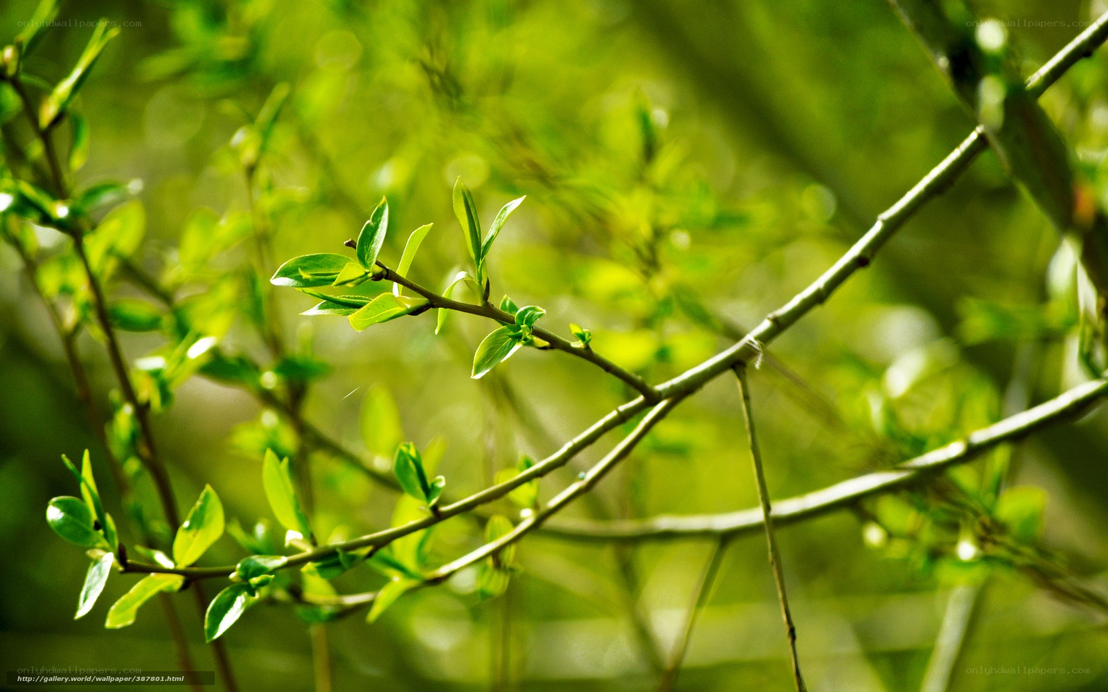 Sunlit green branches