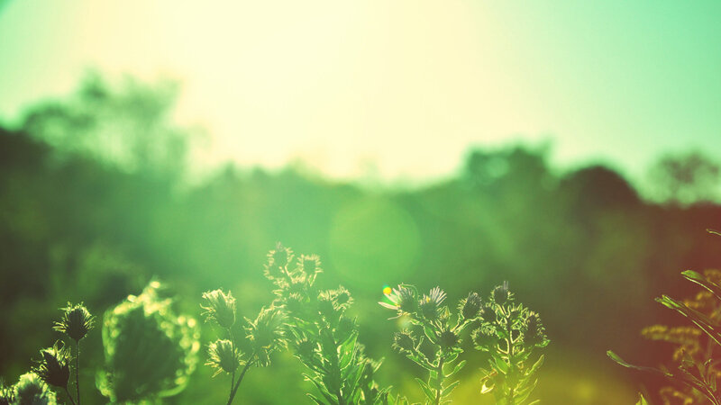 sunlit green field