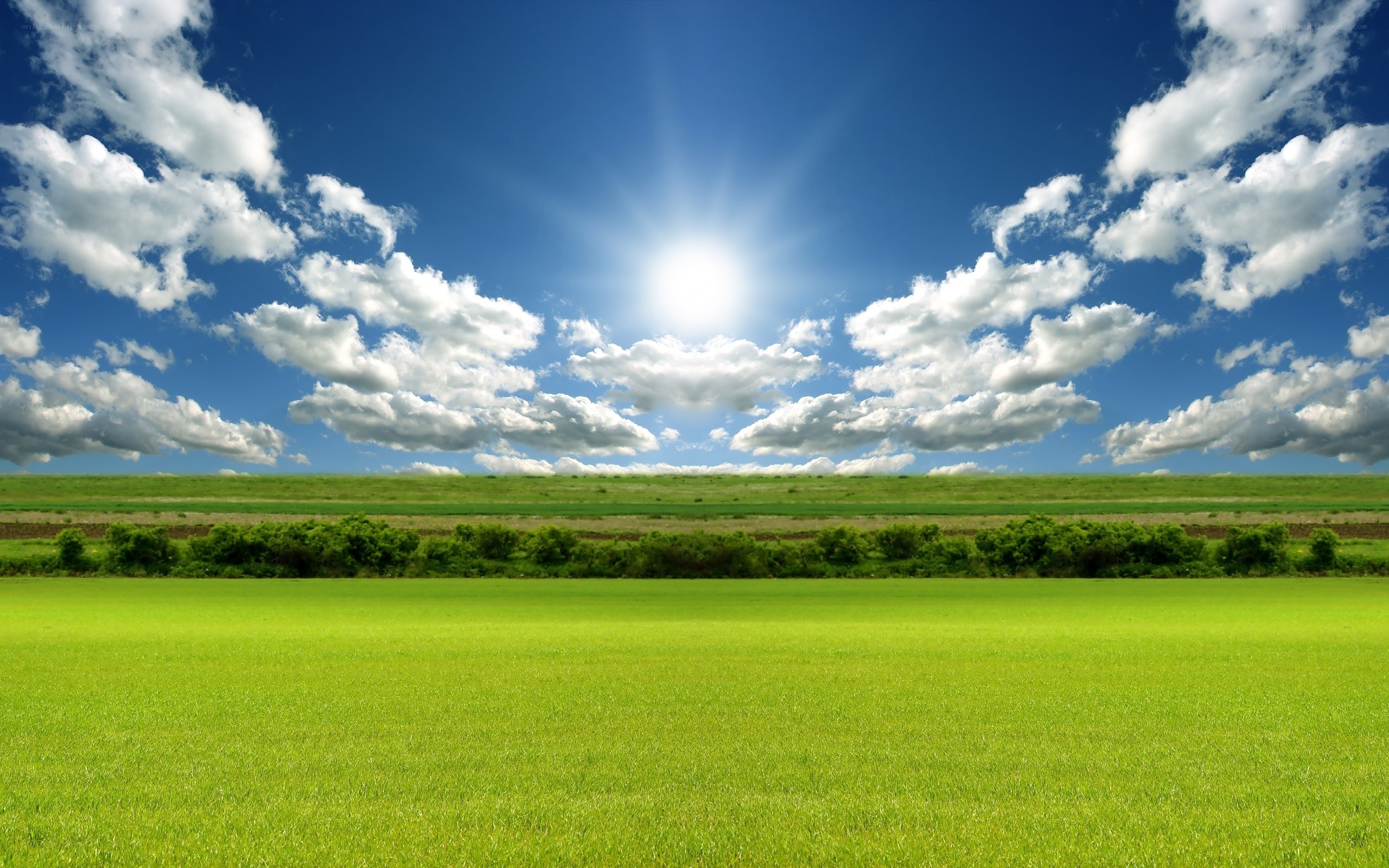 Sunlit green field under blue sky