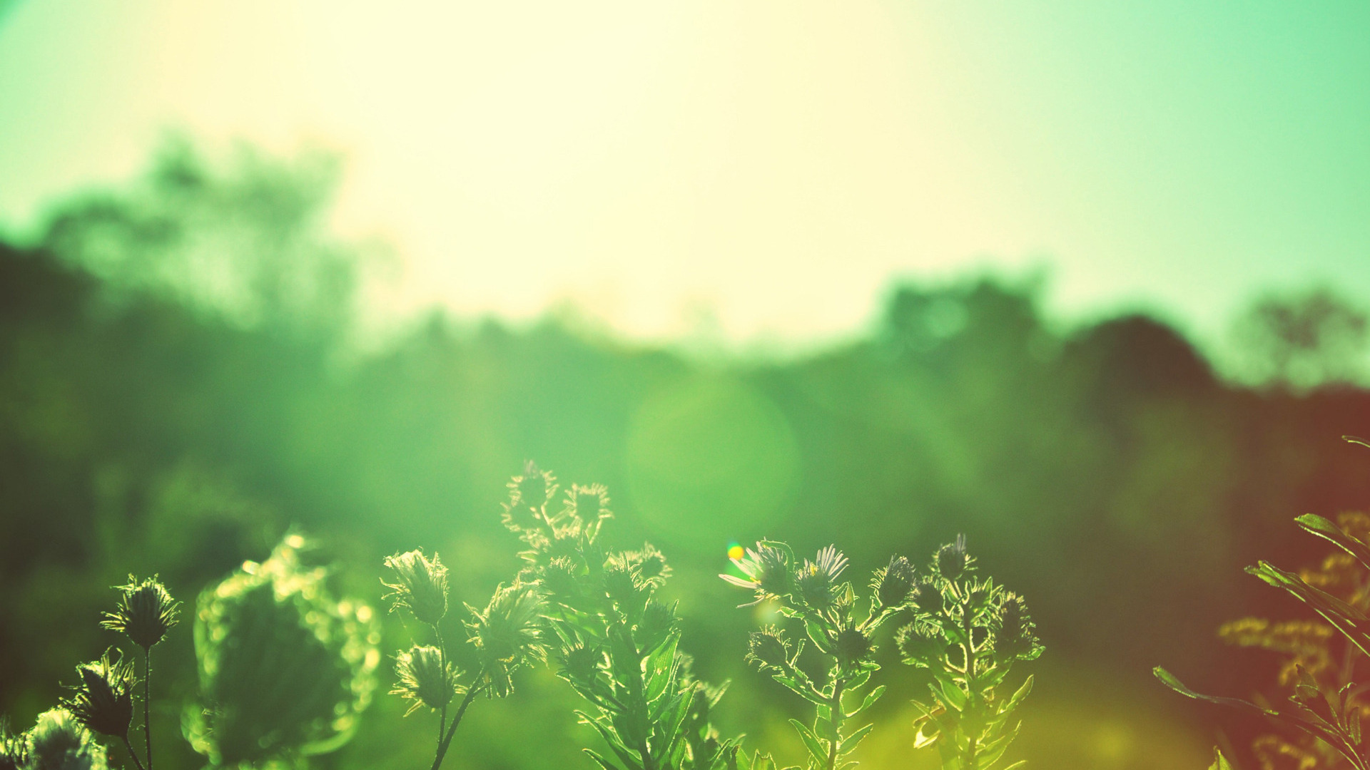 sunlit green field