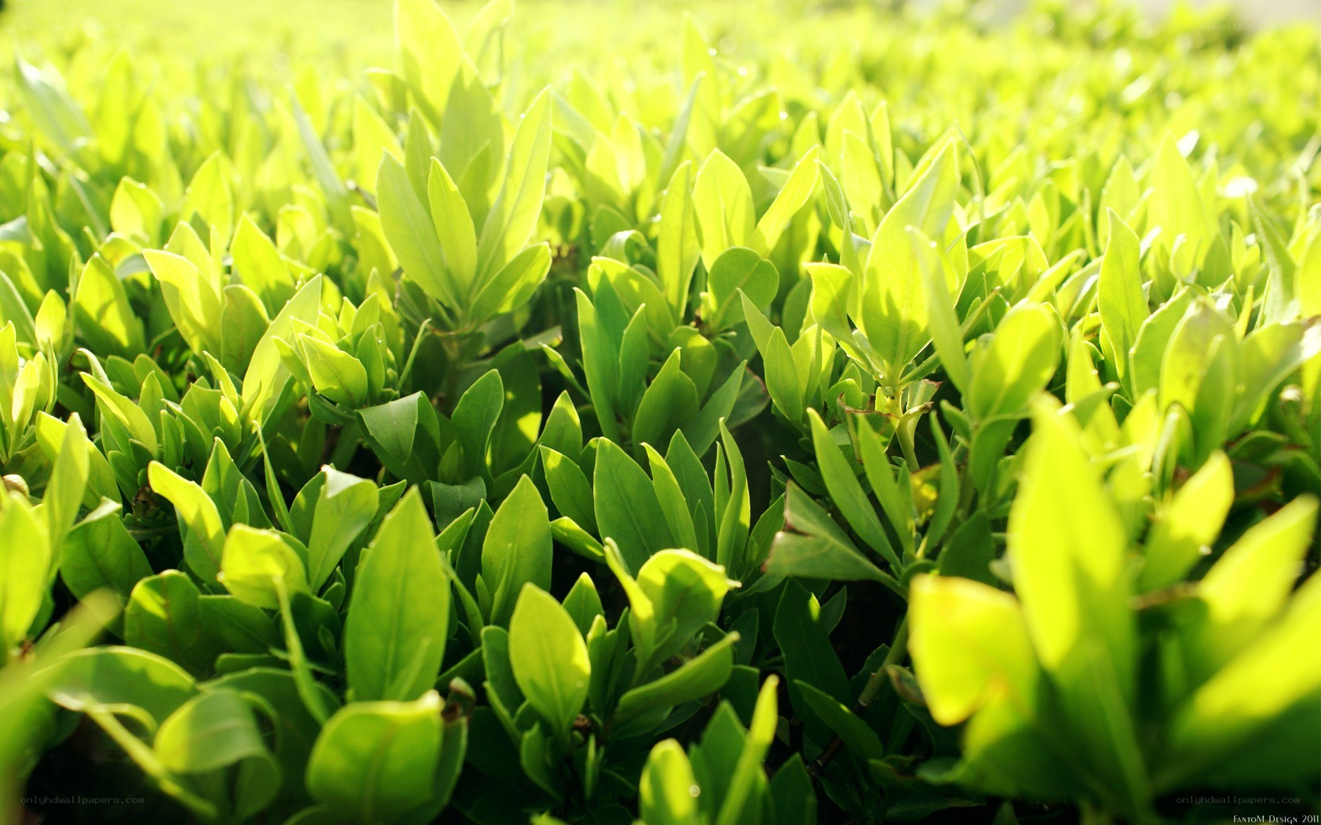 Sunlit green foliage close-up