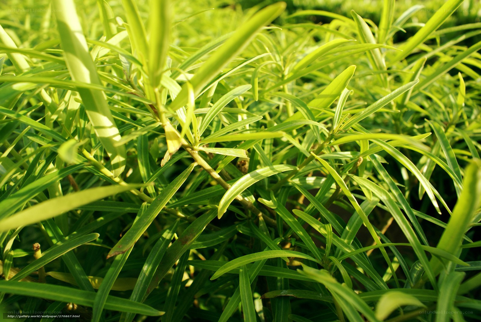 Sunlit green foliage close-up