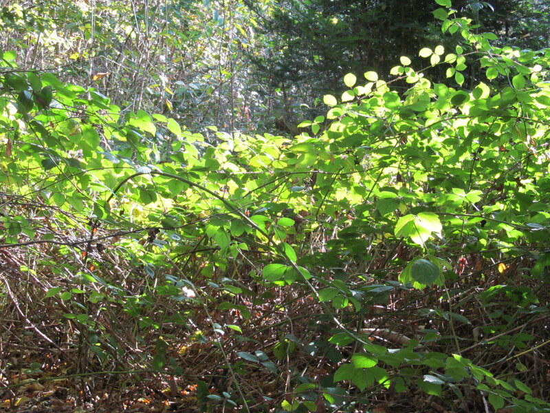 Sunlit Green Foliage — Natural