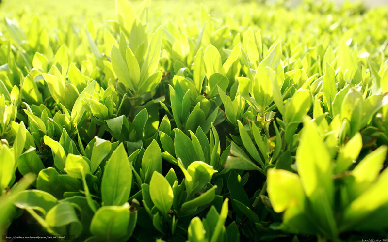 Sunlit green foliage