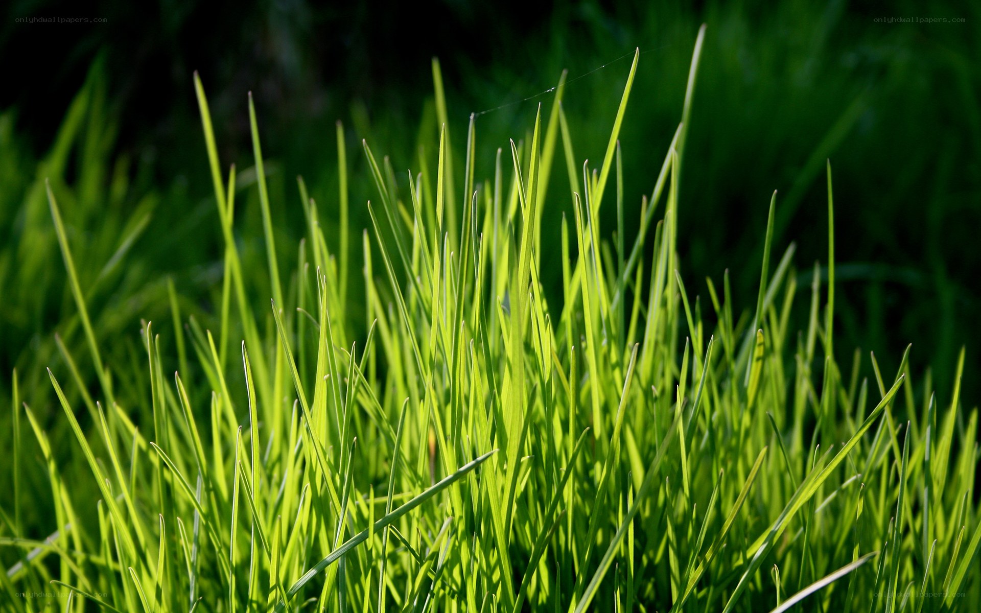 Sunlit green grass blades