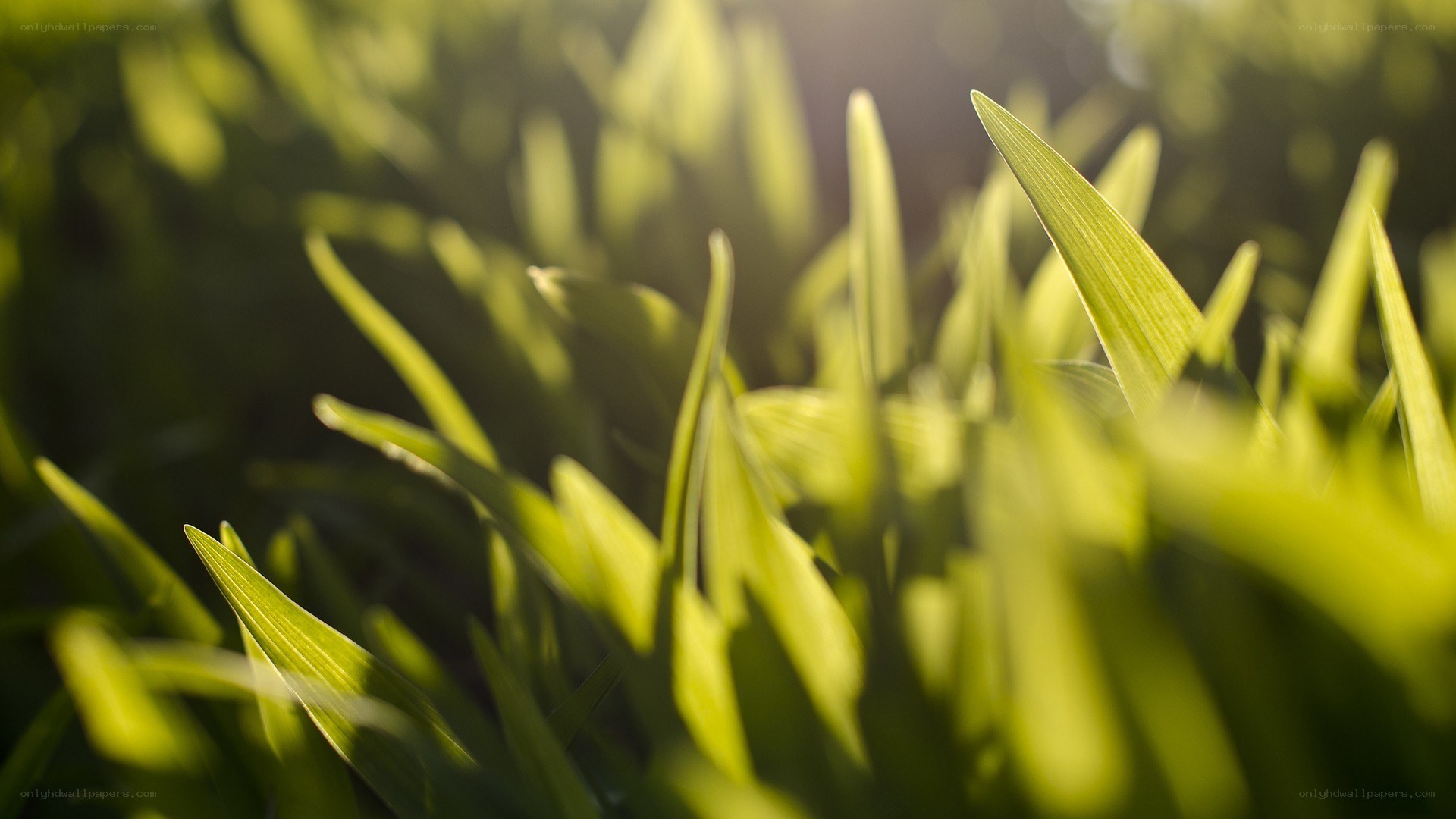 sunlit green grass blades