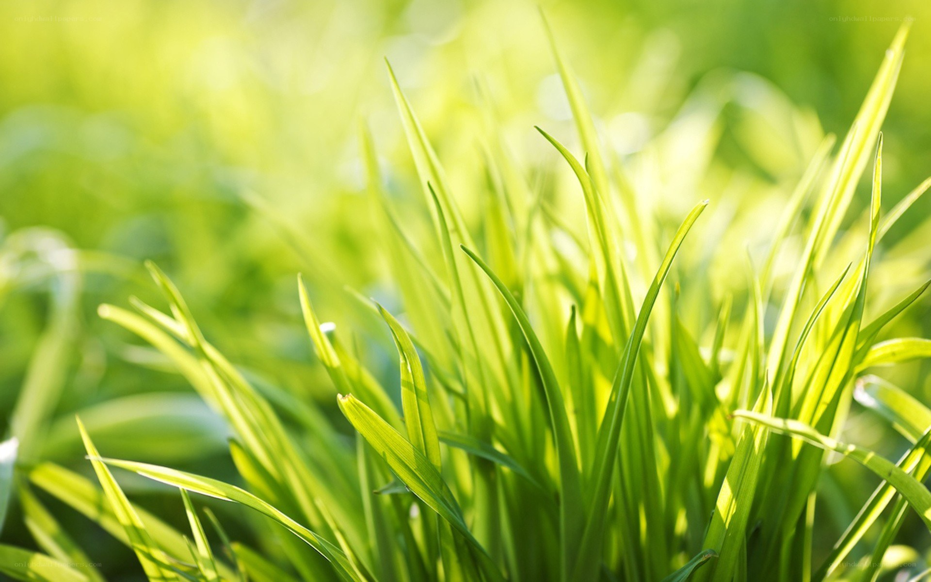 Sunlit green grass blades