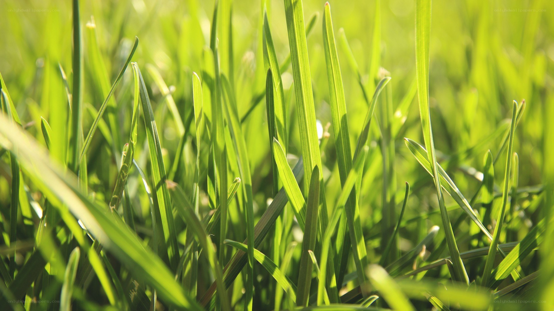 sunlit green grass blades