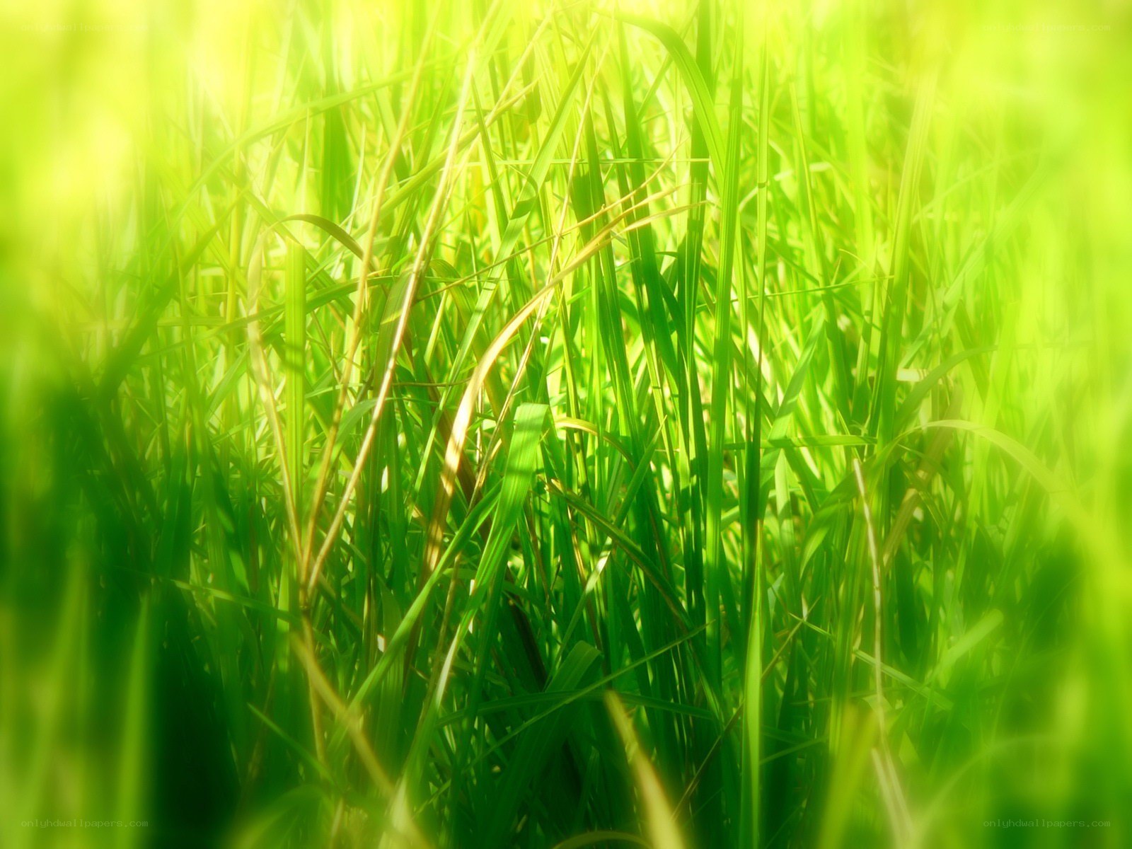 Sunlit green grass blades