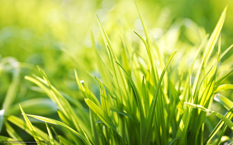 Sunlit green grass blades