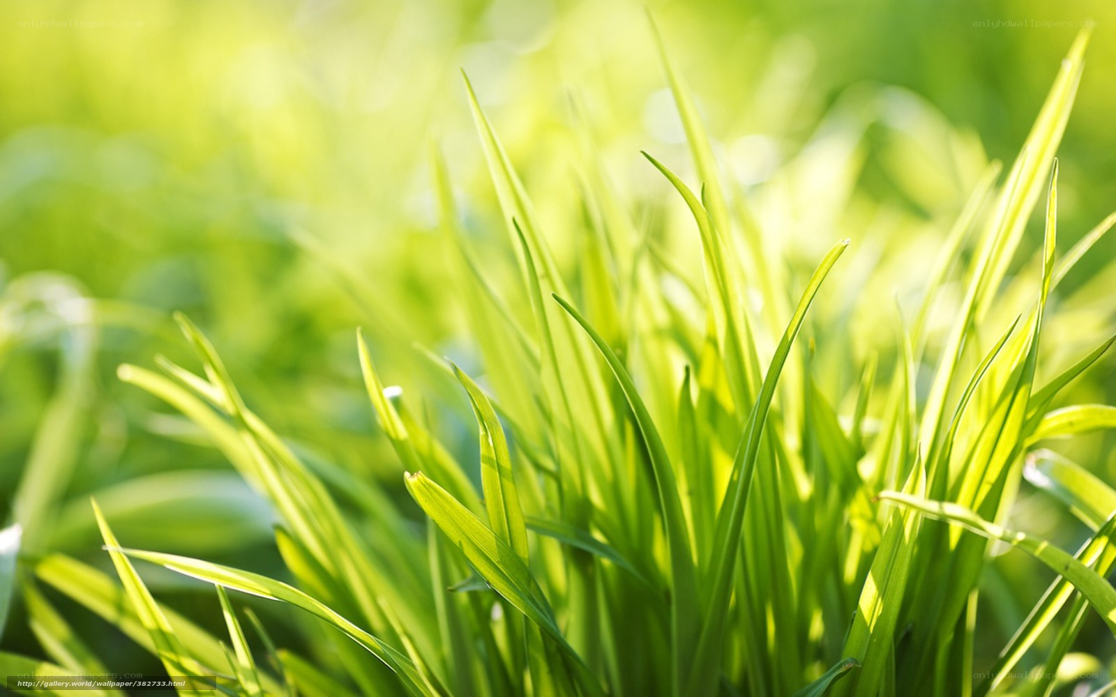Sunlit green grass blades