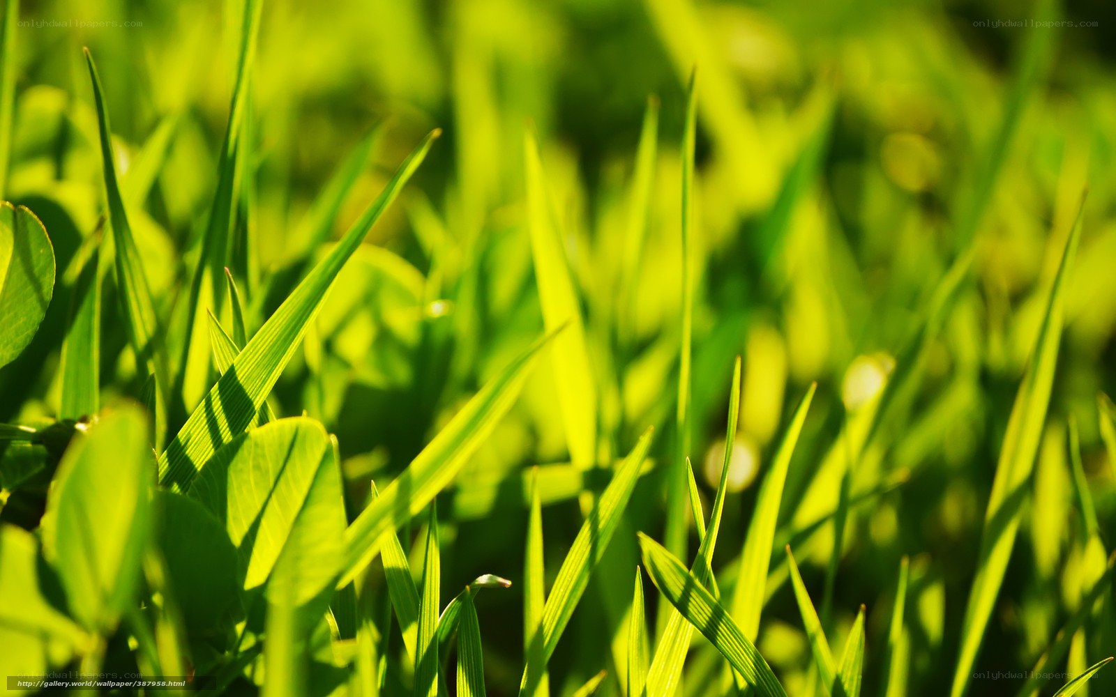 Sunlit green grass blades
