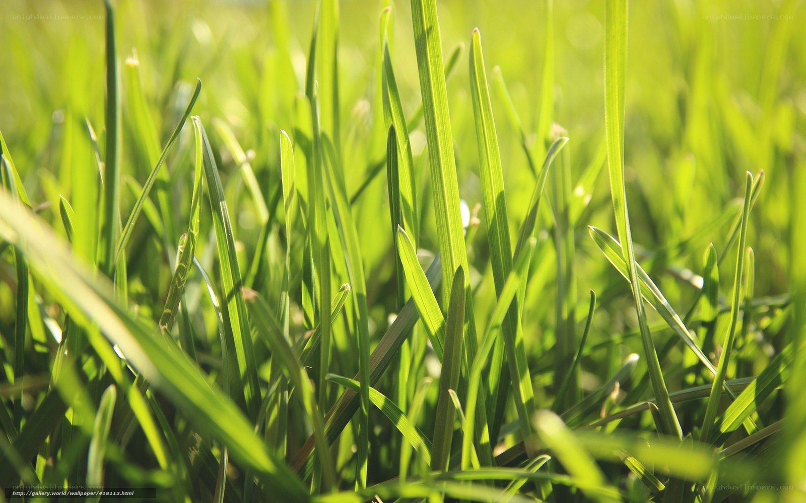 Sunlit green grass blades