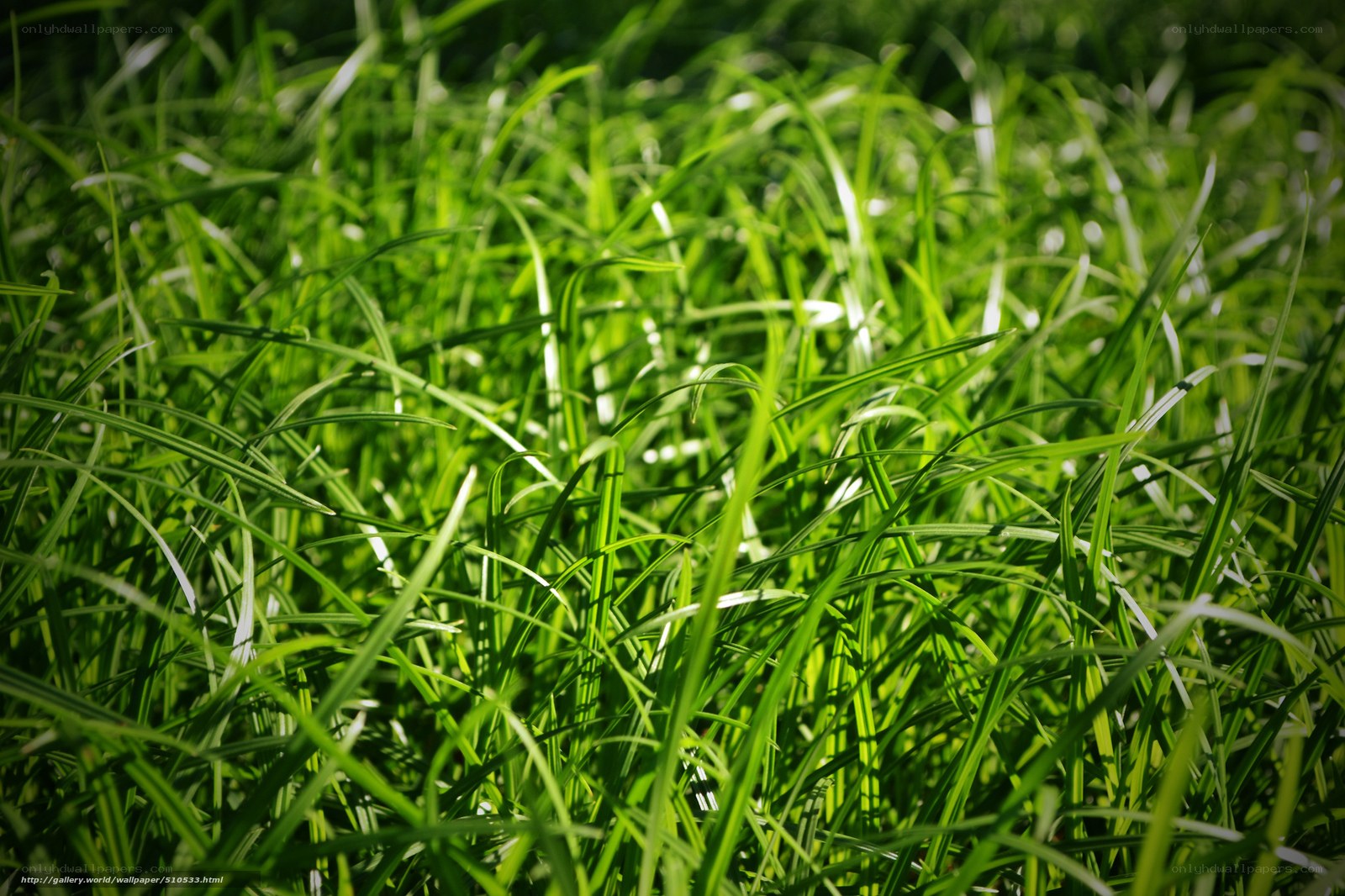 Sunlit green grass blades