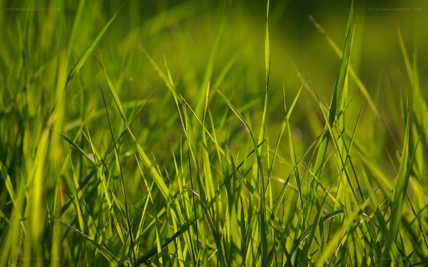 Sunlit green grass blades