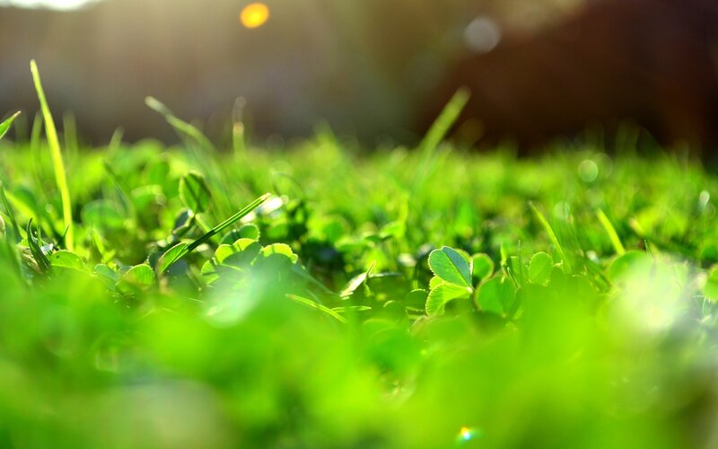 Sunlit green grass close-up