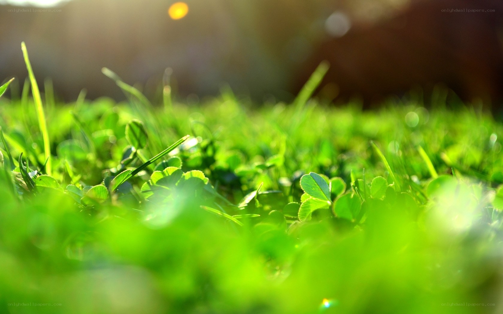 Sunlit green grass close-up