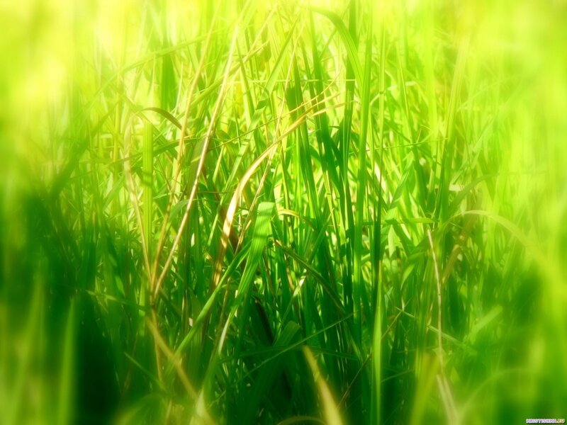 Sunlit green grass field