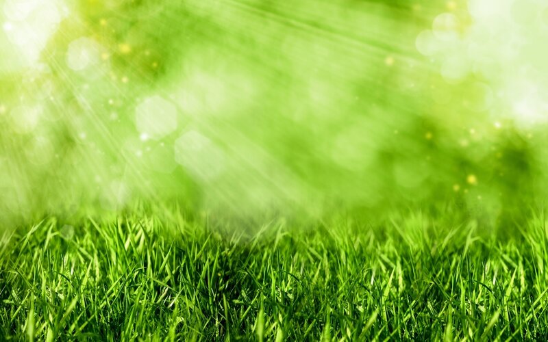 Sunlit green grass field