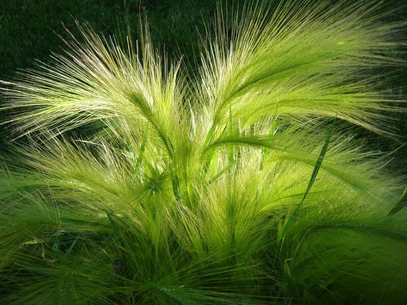 Sunlit green grass plumes