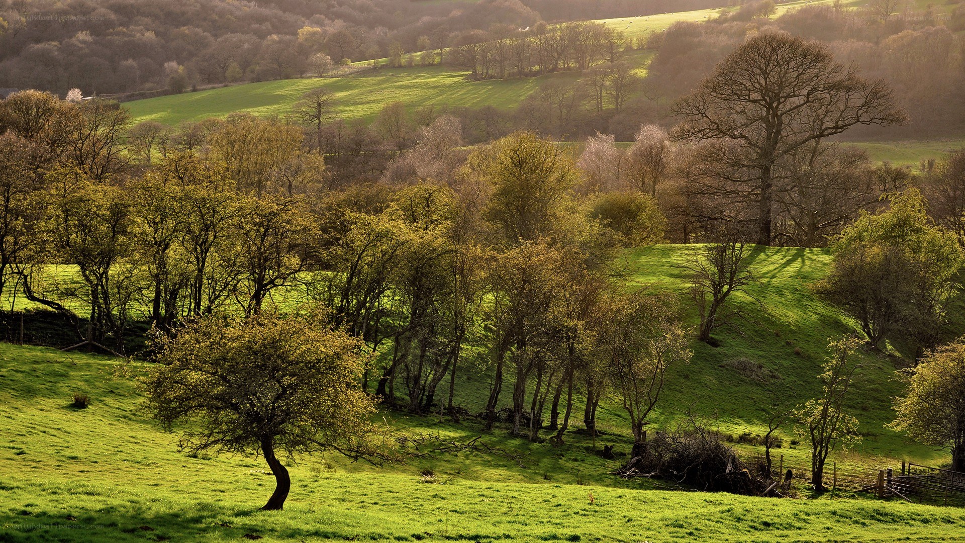 Sunlit green hills and trees
