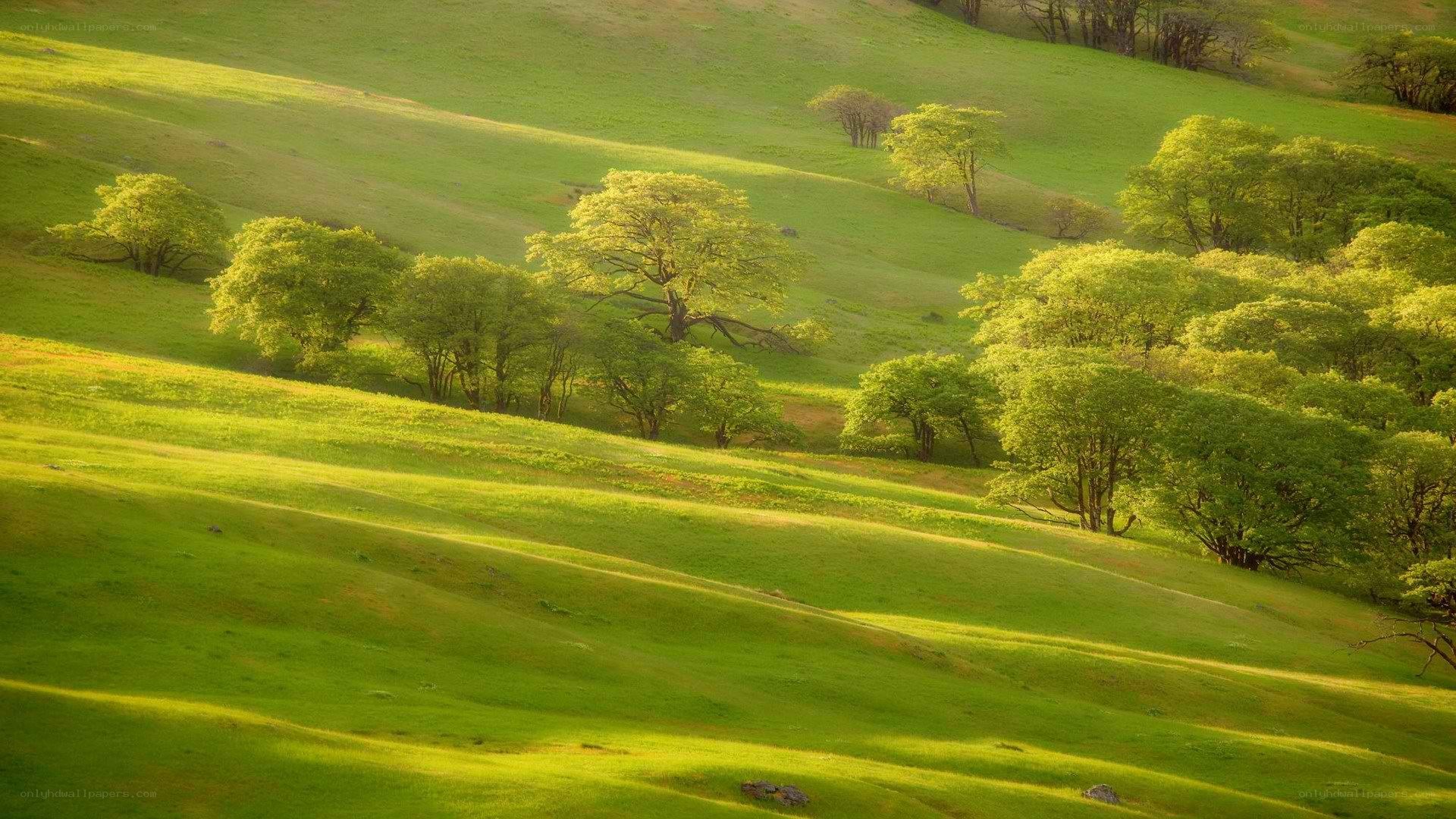 Sunlit green hills with trees