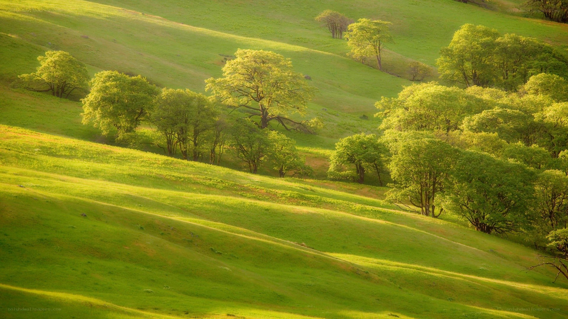 Sunlit green hills with trees