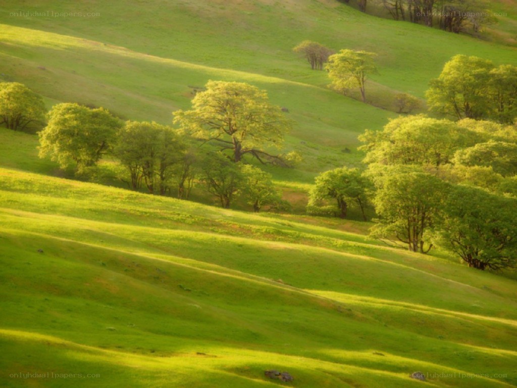 Sunlit green hills with trees
