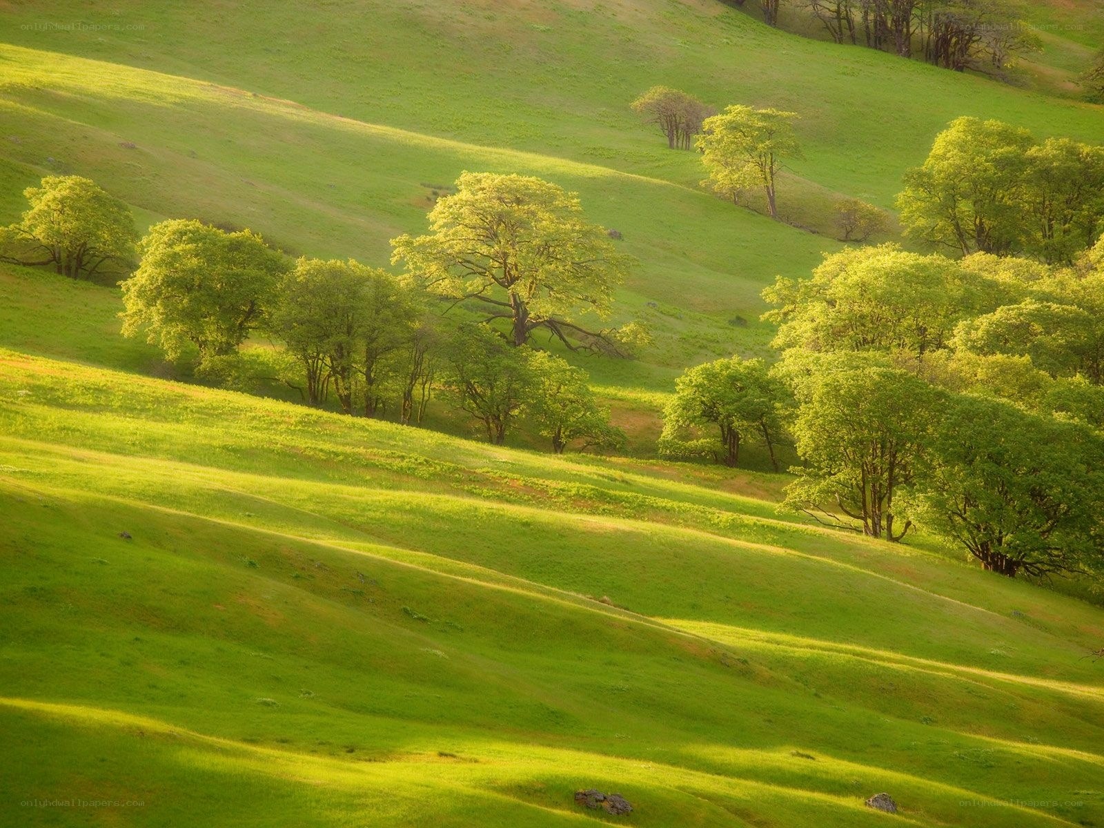 Sunlit green hills with trees