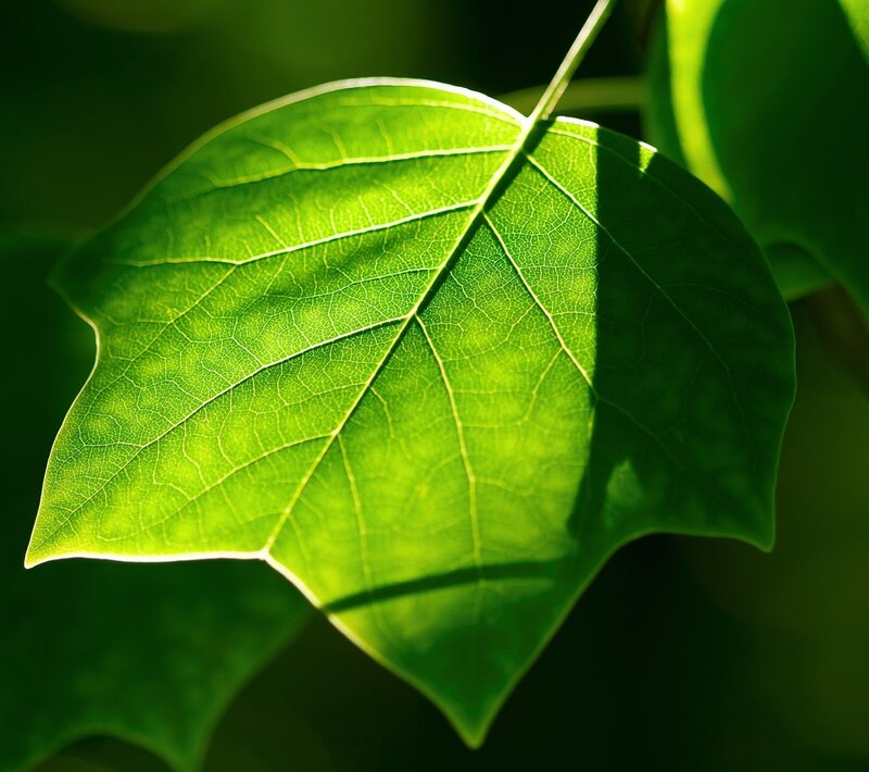 Sunlit green leaf