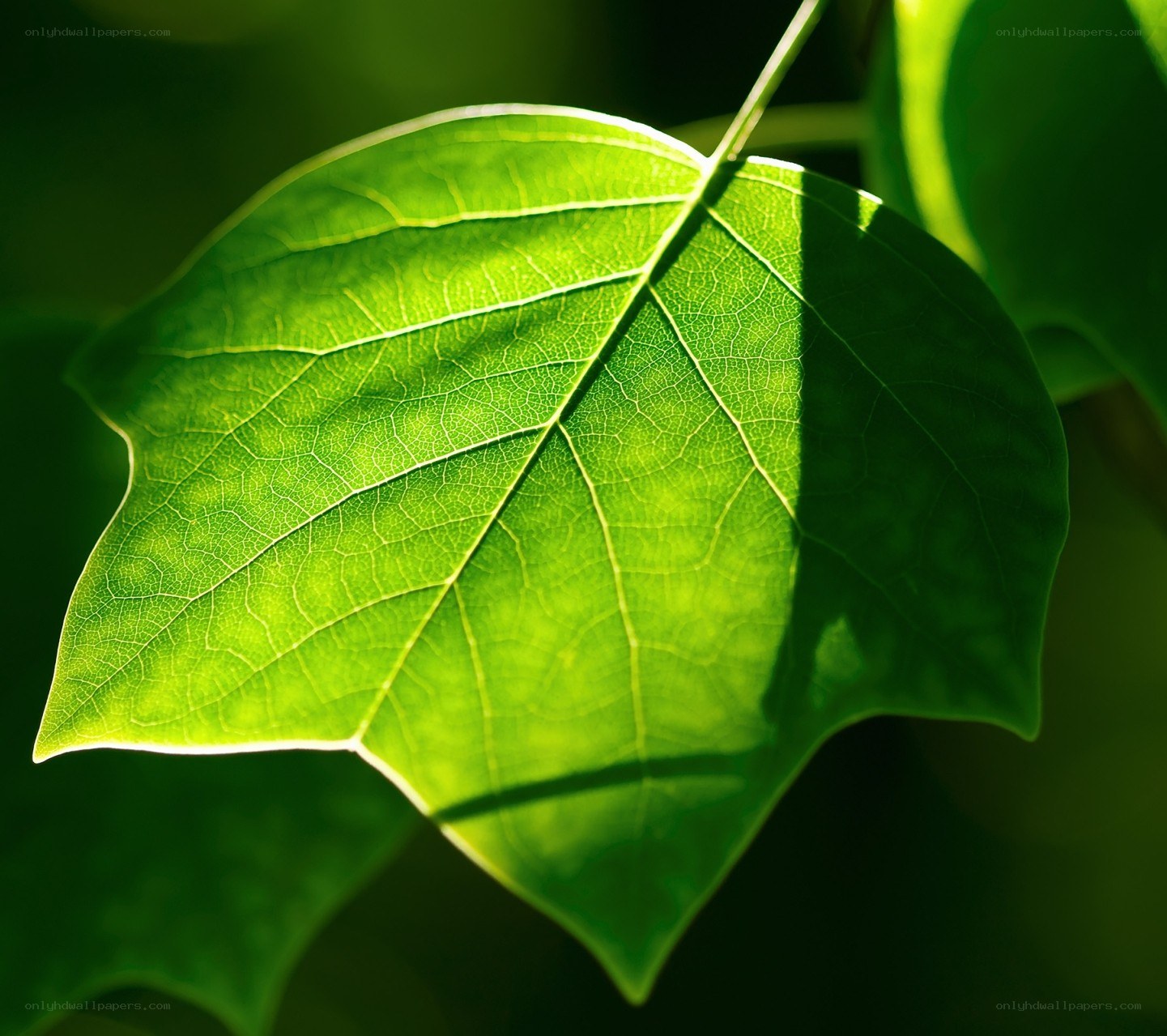 Sunlit green leaf
