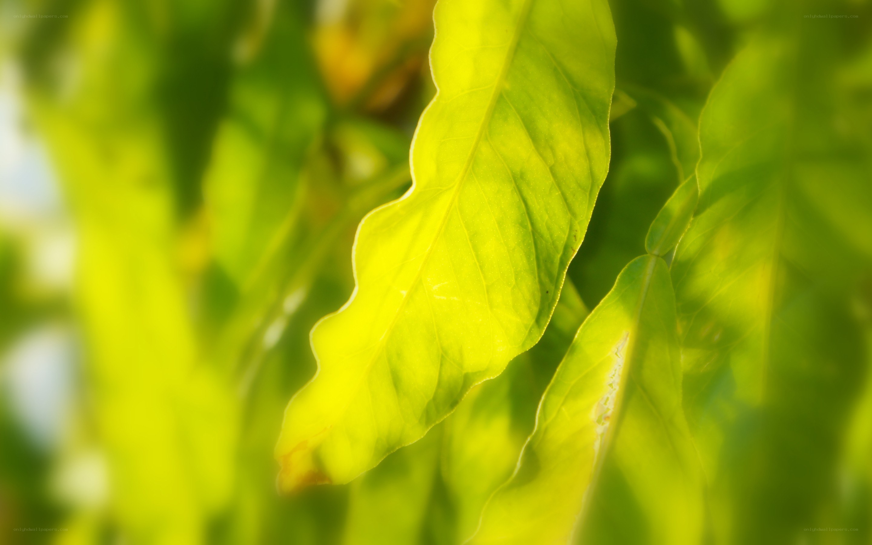 sunlit green leaf close-up