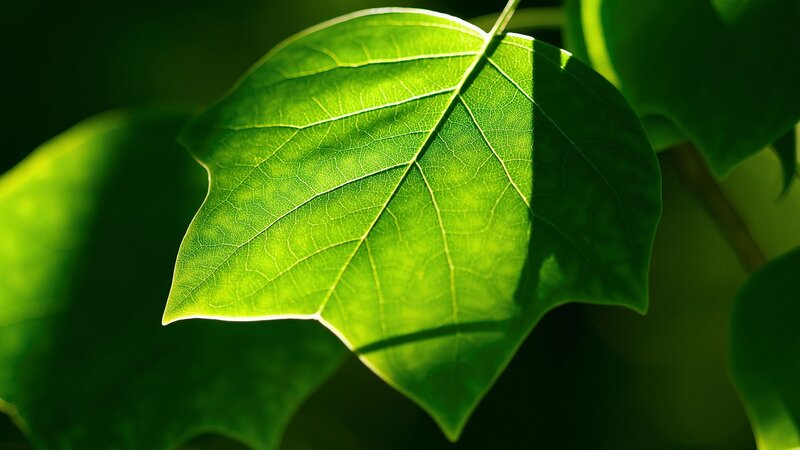 sunlit green leaf close-up