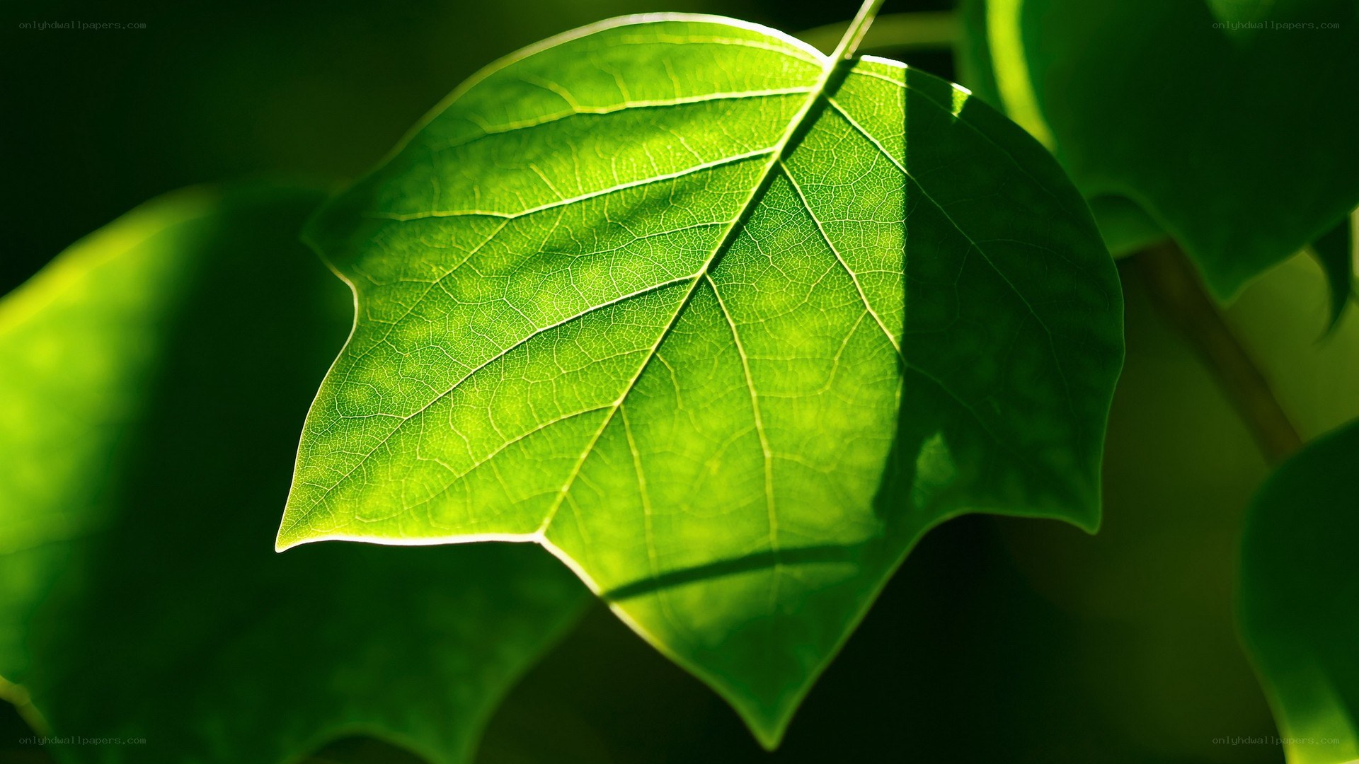 sunlit green leaf close-up