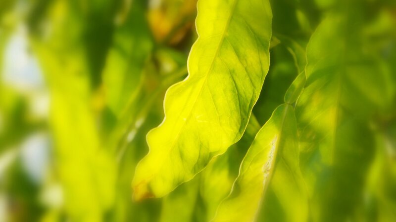 sunlit green leaf in focus