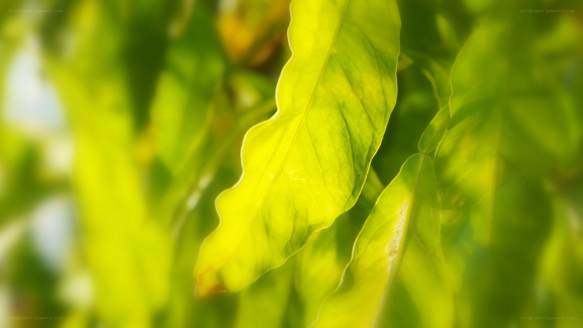 sunlit green leaf in focus