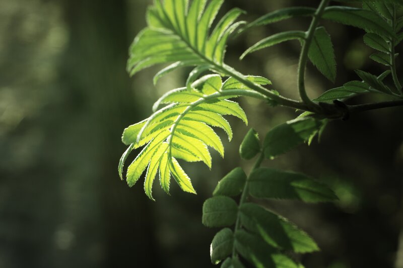 Sunlit green leaf in forest