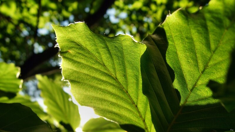 Sunlit green leaf in forest