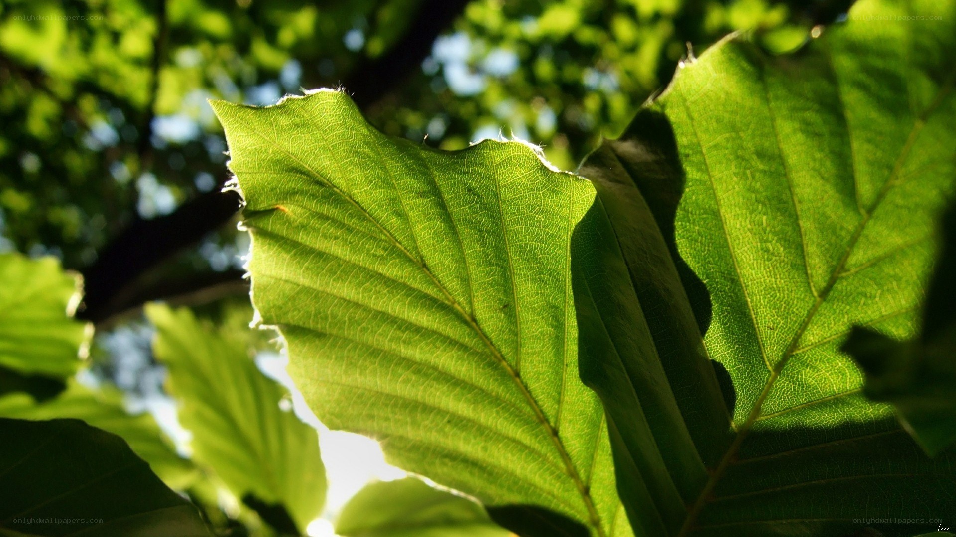 Sunlit green leaf in forest
