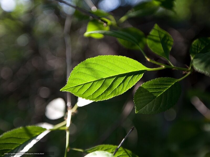sunlit green leaf in forest