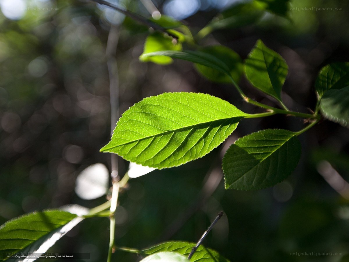sunlit green leaf in forest