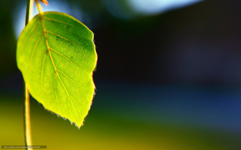 Sunlit green leaf in nature
