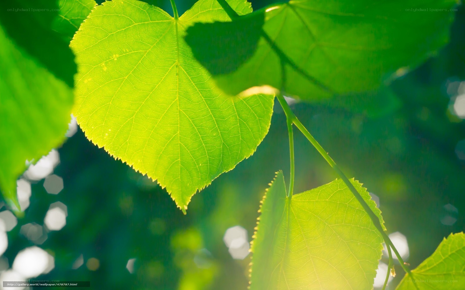 Sunlit green leaf in nature