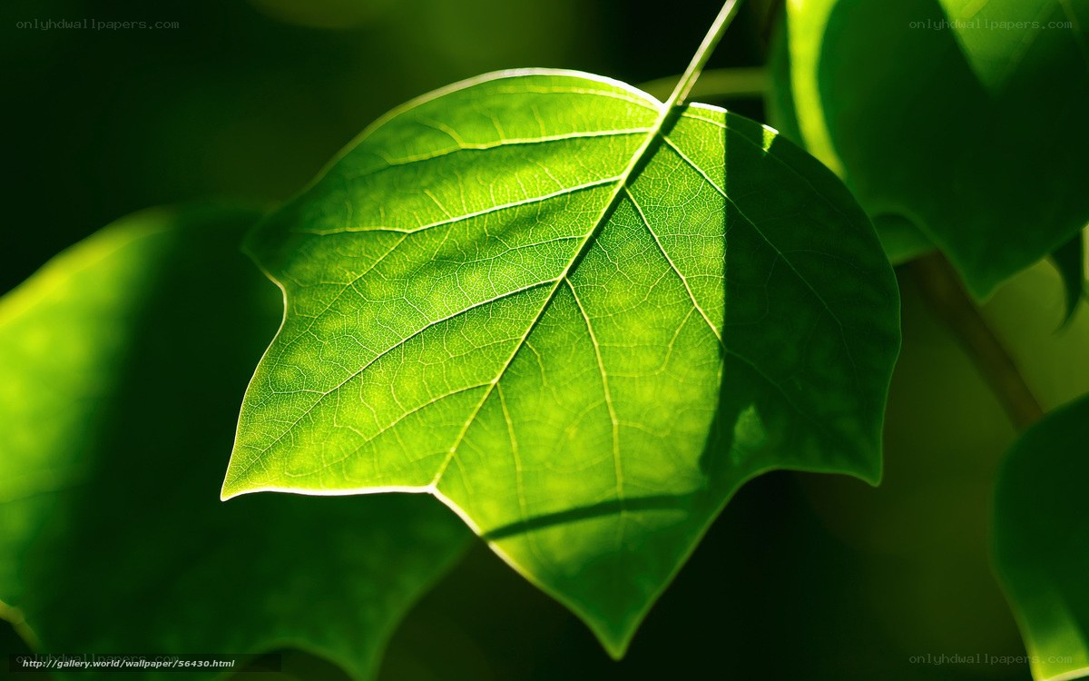 Sunlit green leaf in nature