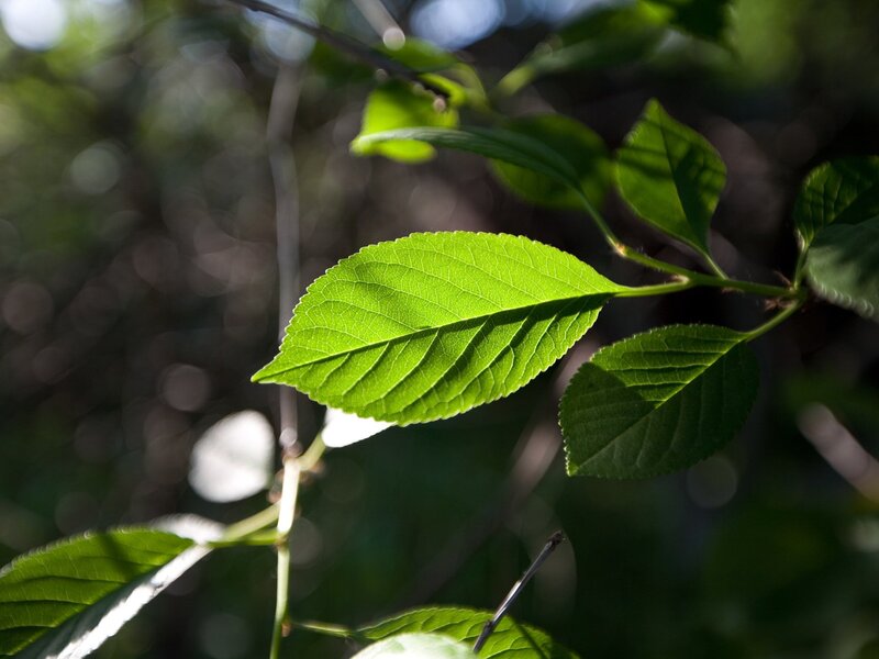 sunlit green leaf on branch