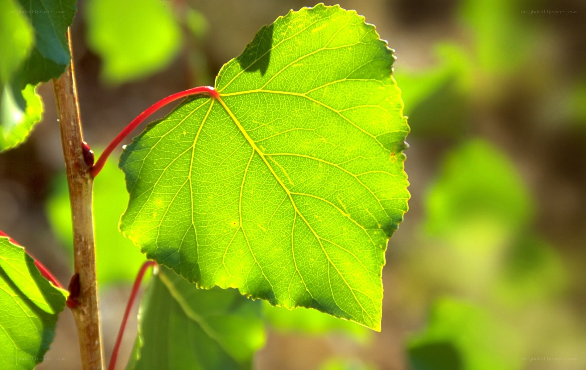 Sunlit green leaf on branch