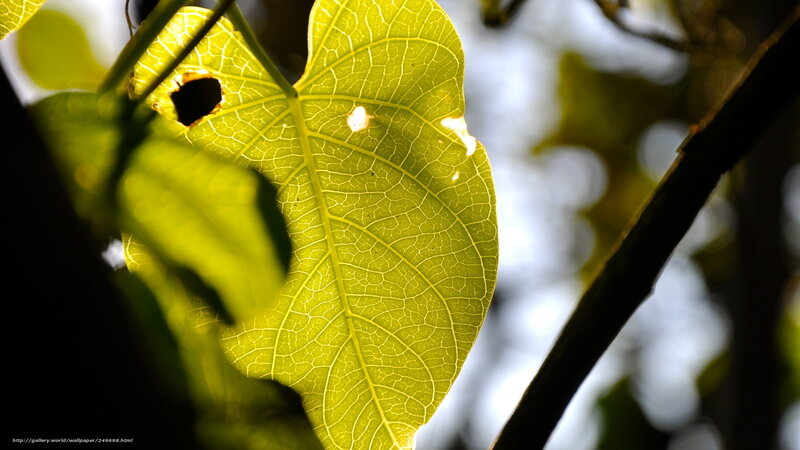 Sunlit Green Leaf — Serene