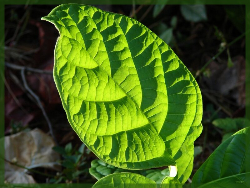 Sunlit green leaf texture
