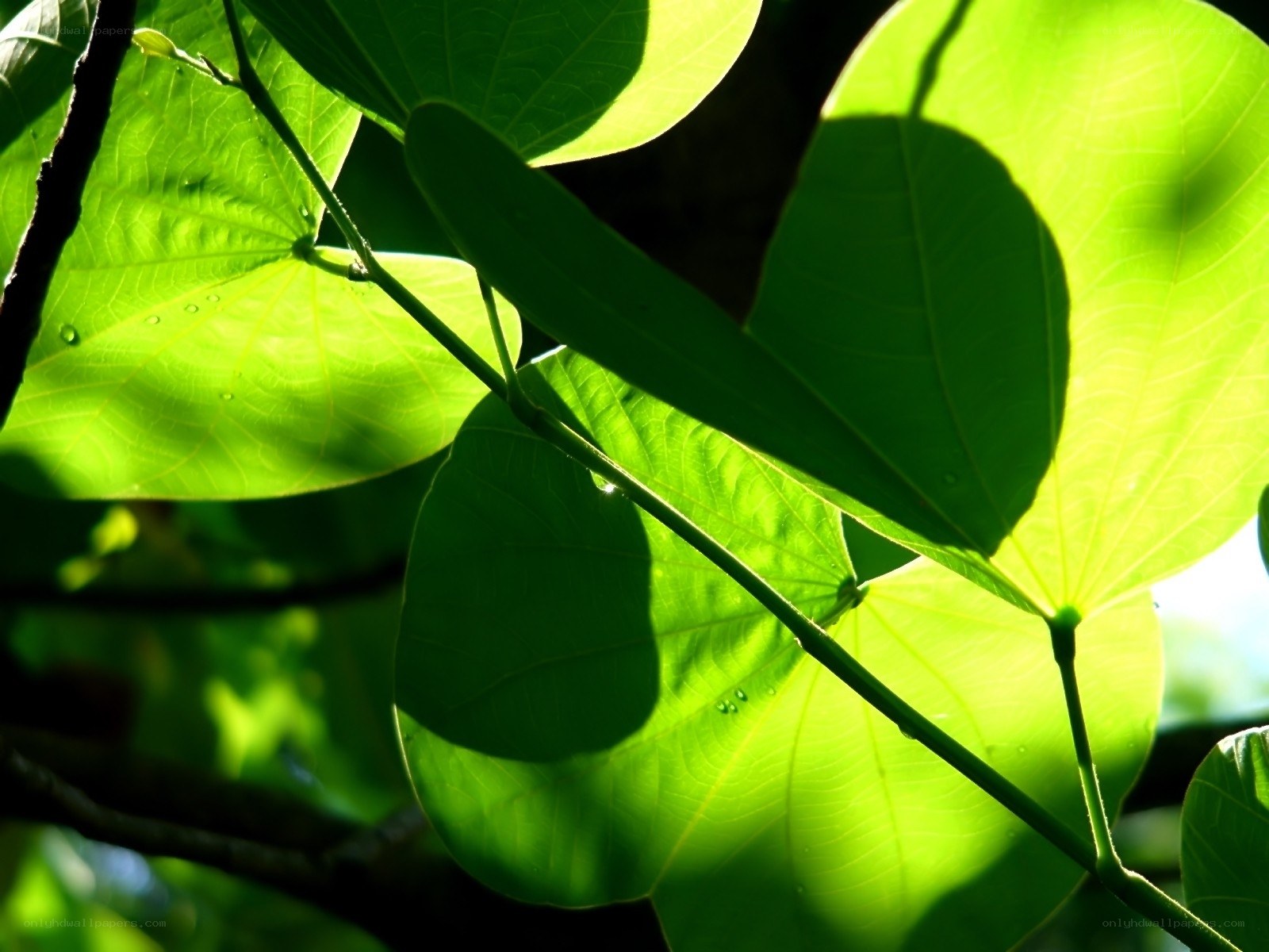sunlit green leaves